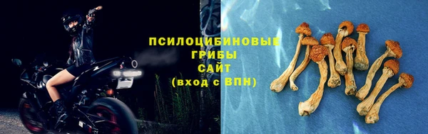 прущие грибы Медвежьегорск